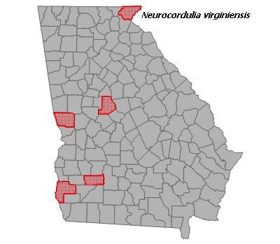 Neurocordulia virginiensis
(Cinnamon Shadowdragon) Neurocordulia virginiensis
(Cinnamon Shadowdragon)